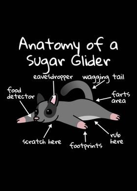 Anatomy Of A Sugar Glider