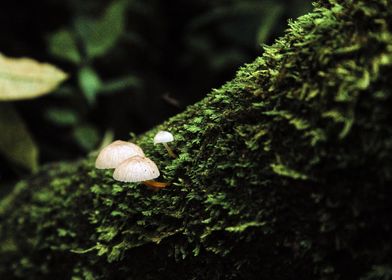 fungi twins