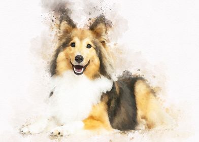 shetland Dog