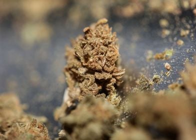 Medical marihuana close up