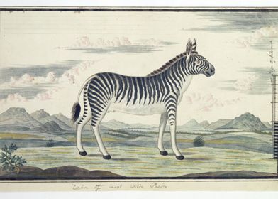 Equus zebra 1786