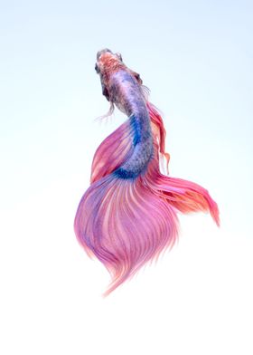 Betta fish