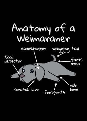 Anatomy Of A Weimaraner