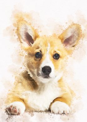 Pembroke welsh corgi Dog