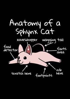 Anatomy Of A Sphynx Cat