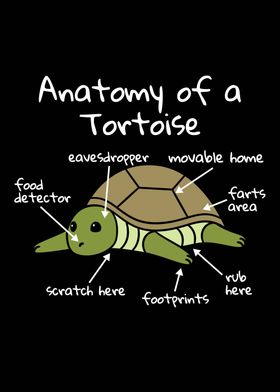 Anatomy Of A Tortoise