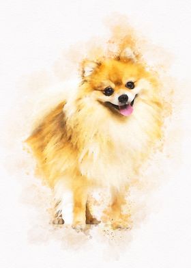 Pomeranian Dog