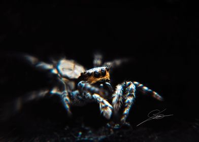 Spider in the dark