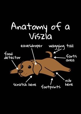 Anatomy Of A Vizsla