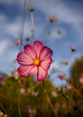 purple flower