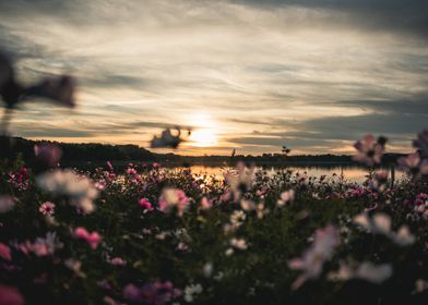 flowers with sunset