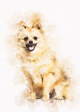 Pomeranian Dog