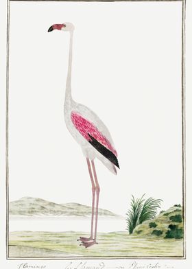 Phoenicopterus ruber roseu