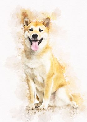 Shiba inu dog