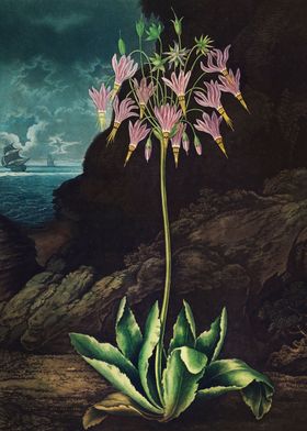 The American Cowslip 1807