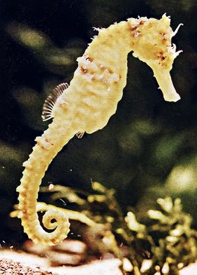 yellow seahorse