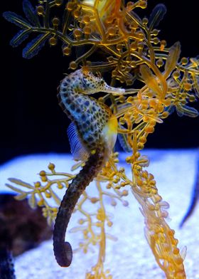 dot yellow seahorse