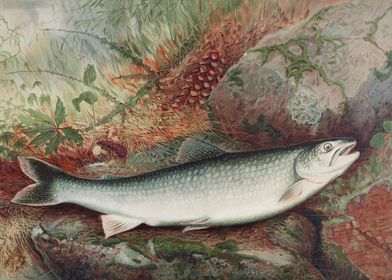 Lake Trout chromolithograp