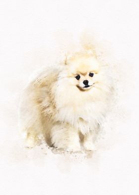 Small spitz dog