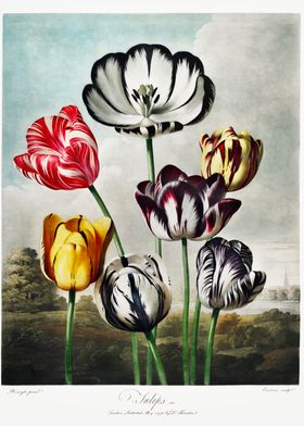 Tulips 1807