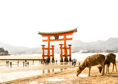 Wildlife and Torii Gate