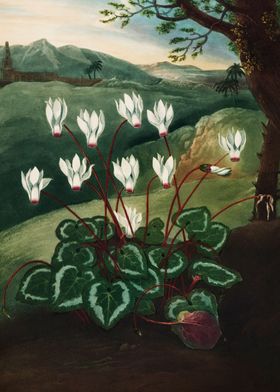 The Persian Cyclamen 1807