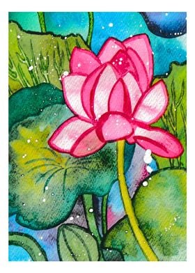 Pink Waterlily