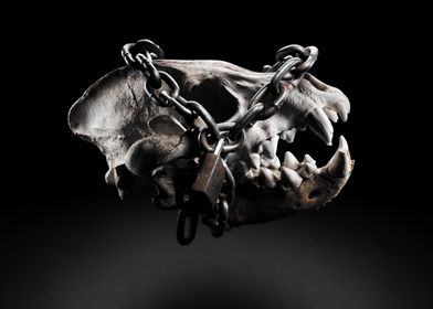 Hyena skull chained