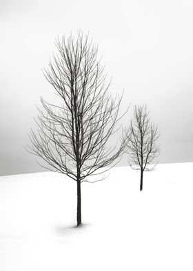 black tree in winter