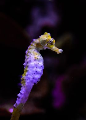 yellow white seahorse