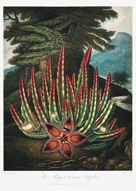 The Stapelia 1807