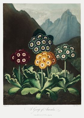 A Group of Auriculas 1807