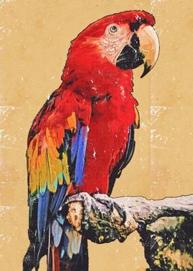 Scarlet Macaw Bird