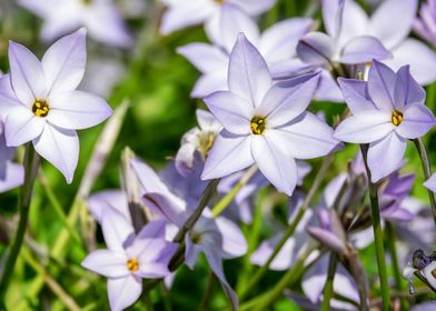 star purple flower 