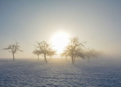 Misty winter morning