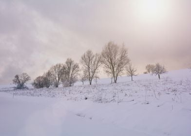 Winter Landscape