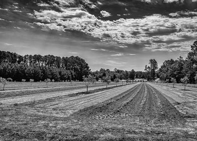 Georgia Pecan Tree Orchard