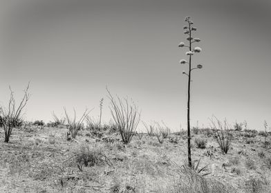 Century Plant in Arizona