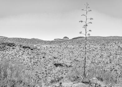 Century Plant in Arizona