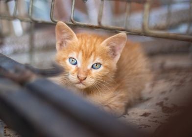 Cute little orange kitten