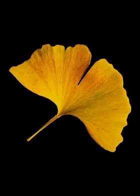 Yellow Ginko Leaf Autumn