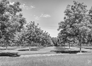 Georgia Pecan Tree Orchard