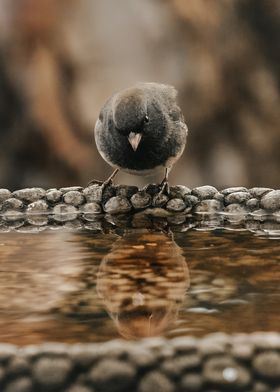 birds and water