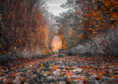 under the autumn road