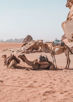 camel lunch break