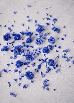 flower blue