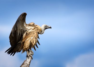 Vulture perched open wings