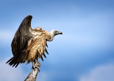 Vulture perched open wings