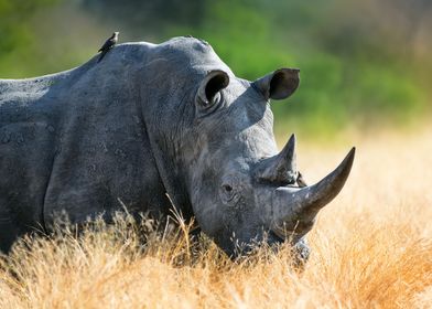 Large rhino bull portrait