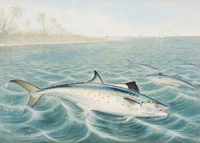 Red Drum chromolithograph 